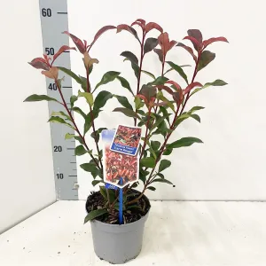 6x Photinia fraseri Carre Rouge 17cm Pot 40cm Shrub Plant