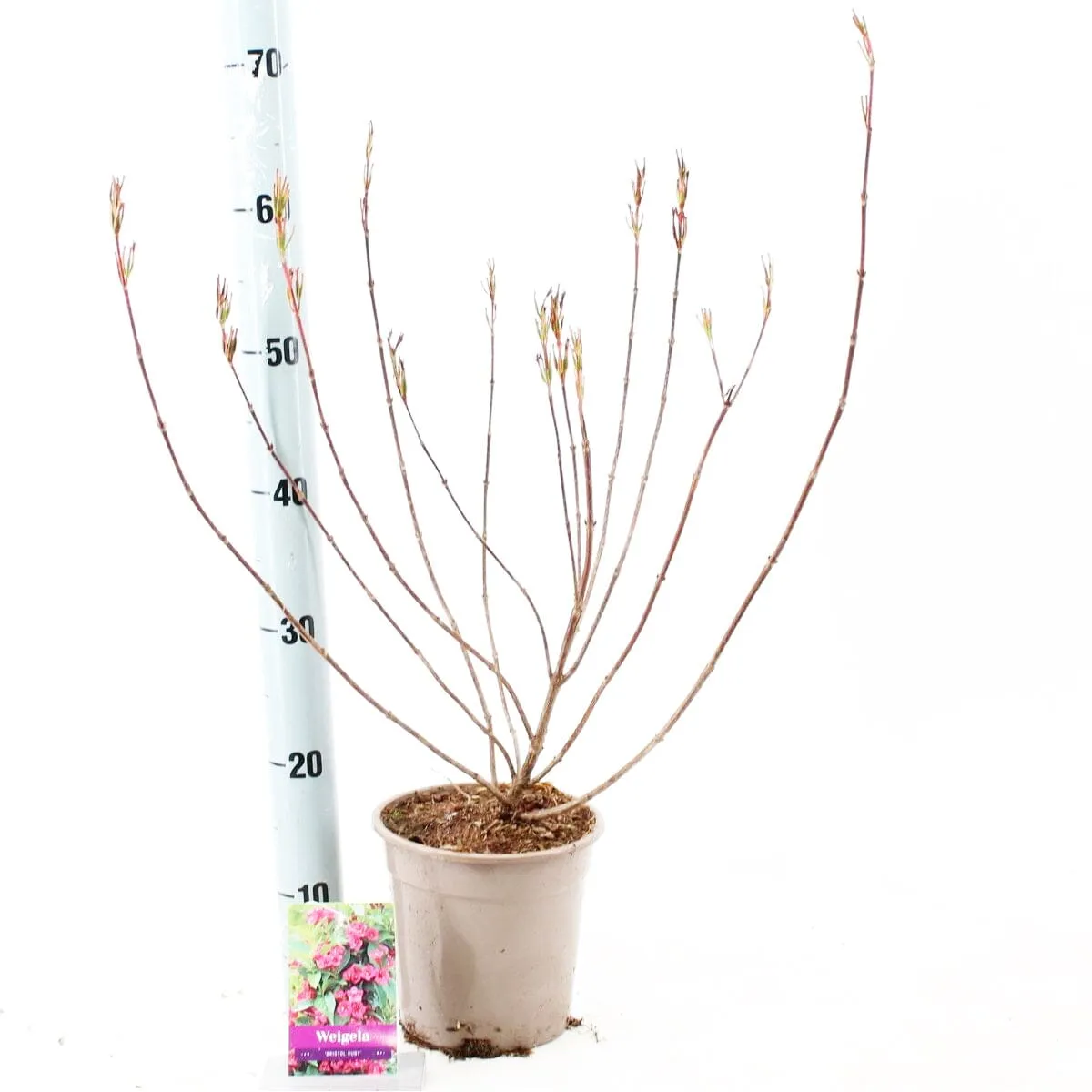 6x Weigela Bristol Ruby 17cm Pot 50cm Shrub Plant