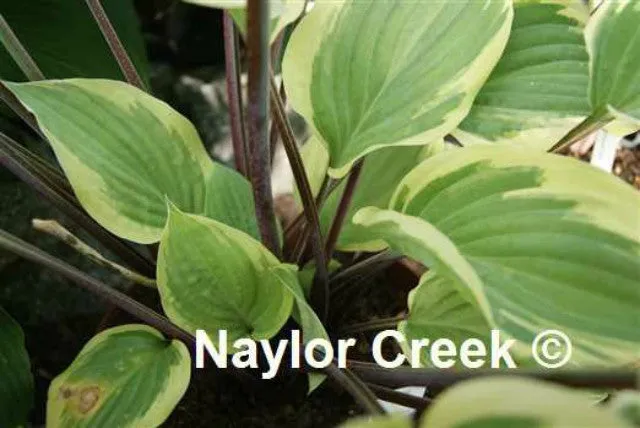 Delicious Hosta