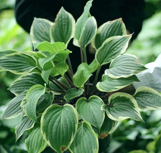 Delicious Hosta