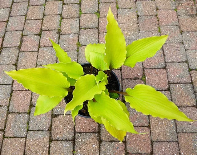 Holar Sunset Python Hosta