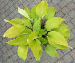Holar Sunset Python Hosta