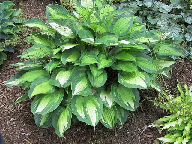 Island Breeze PP27151 Hosta