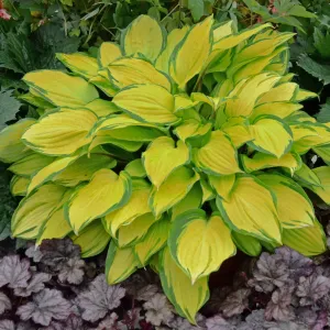 Island Breeze PP27151 Hosta