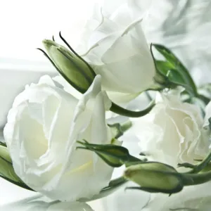 Lisianthus White