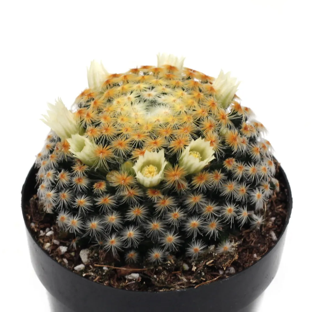 Mammillaria schiedeana
