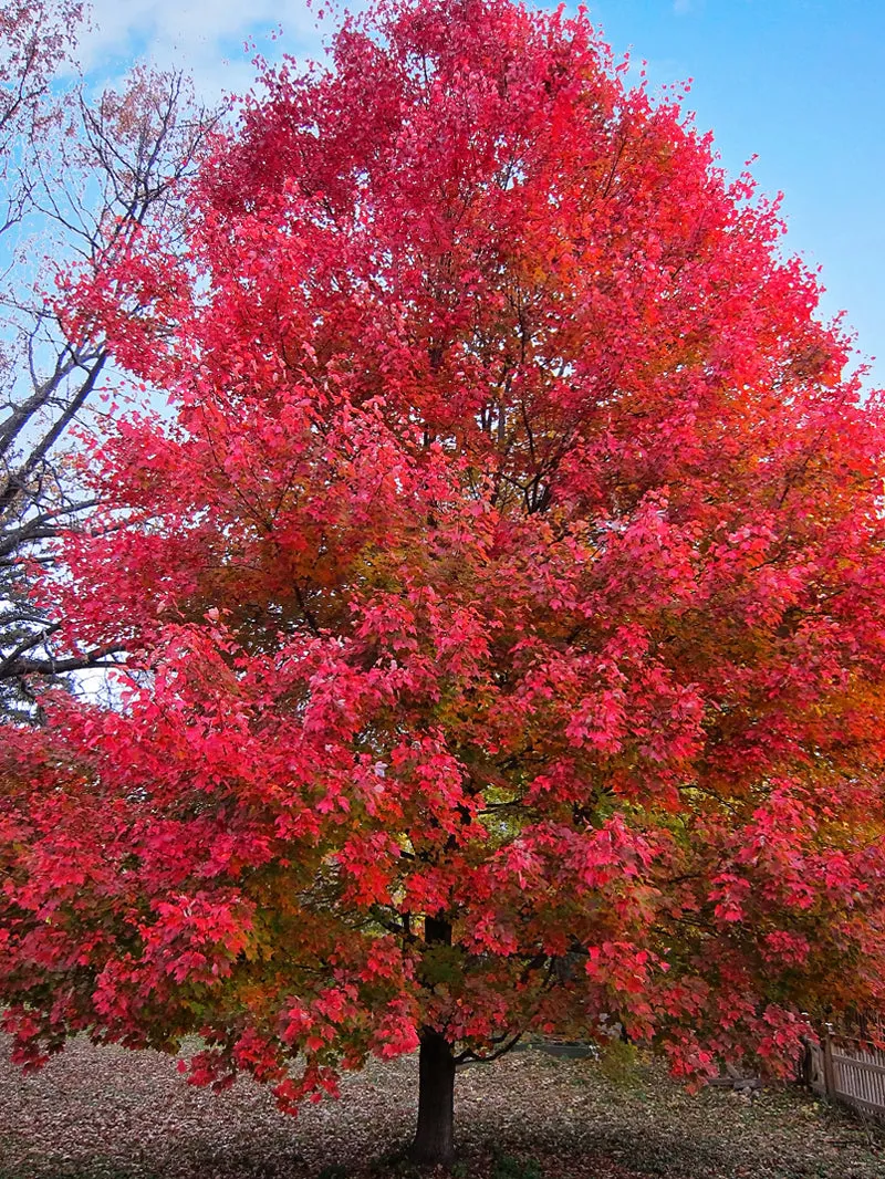 Maple - Sun Valley