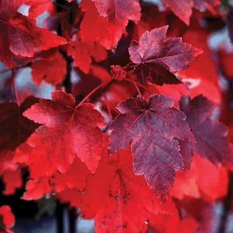 October Glory Maple