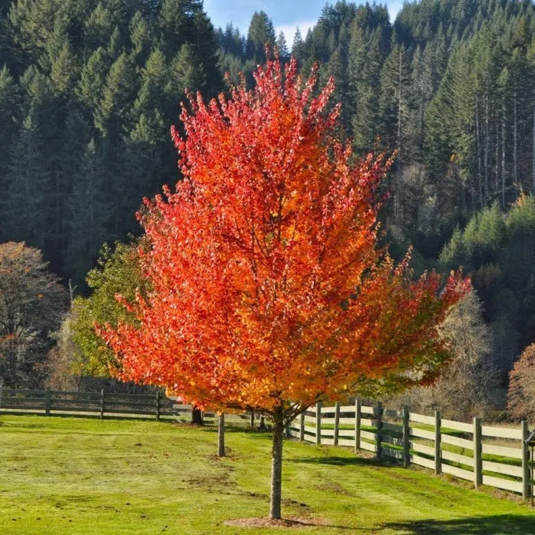 October Glory Maple