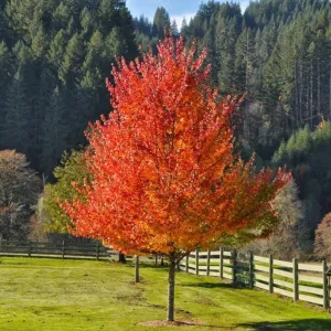 October Glory Maple