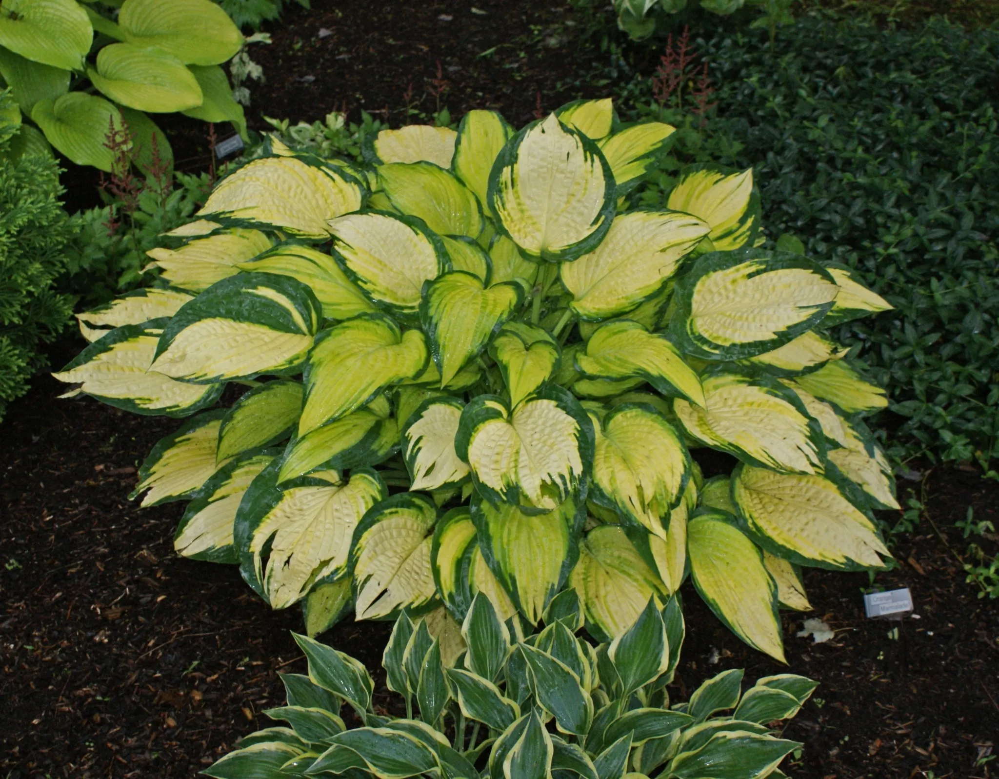 Orange Marmalade PP16742 Hosta