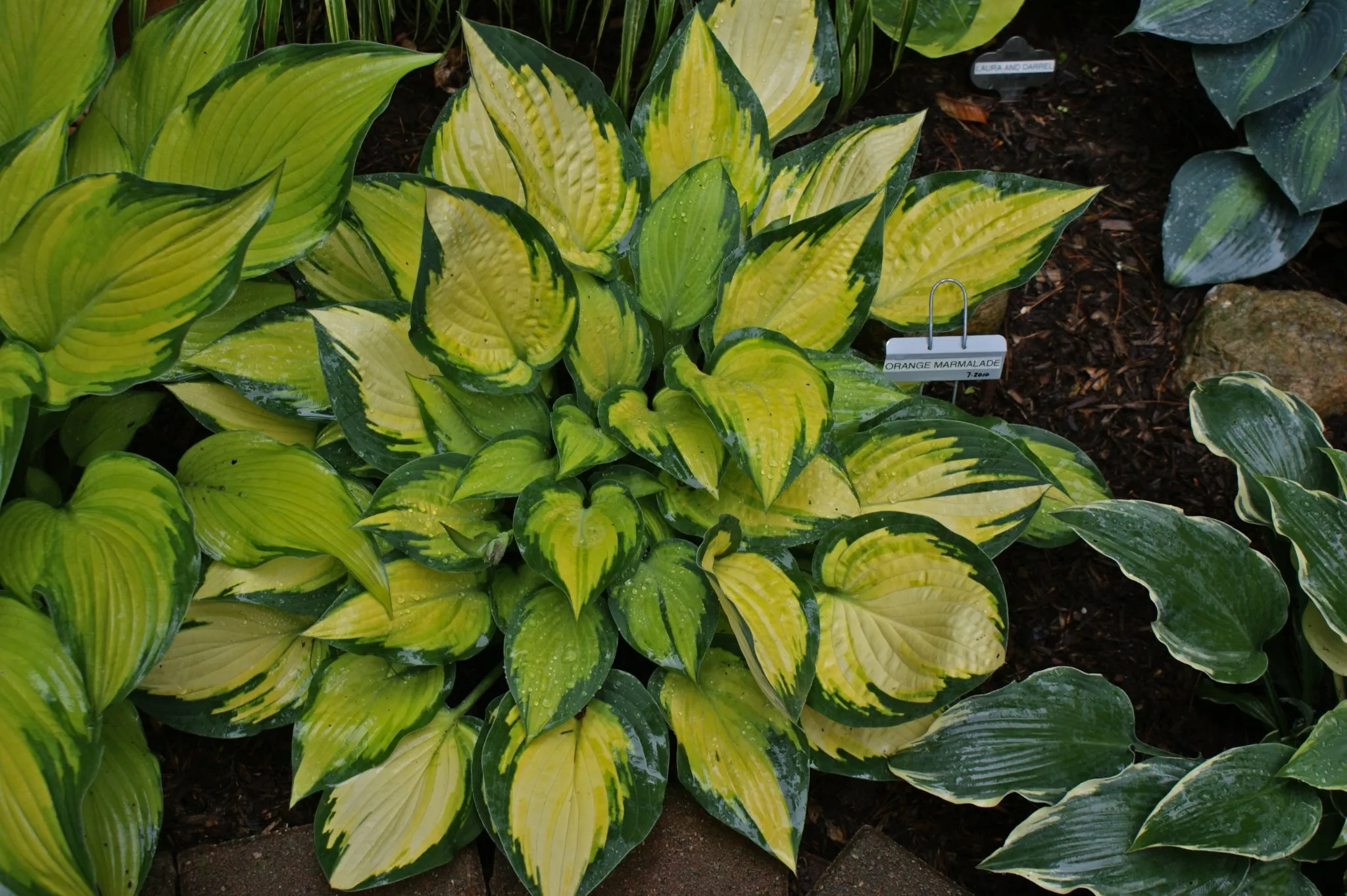 Orange Marmalade PP16742 Hosta