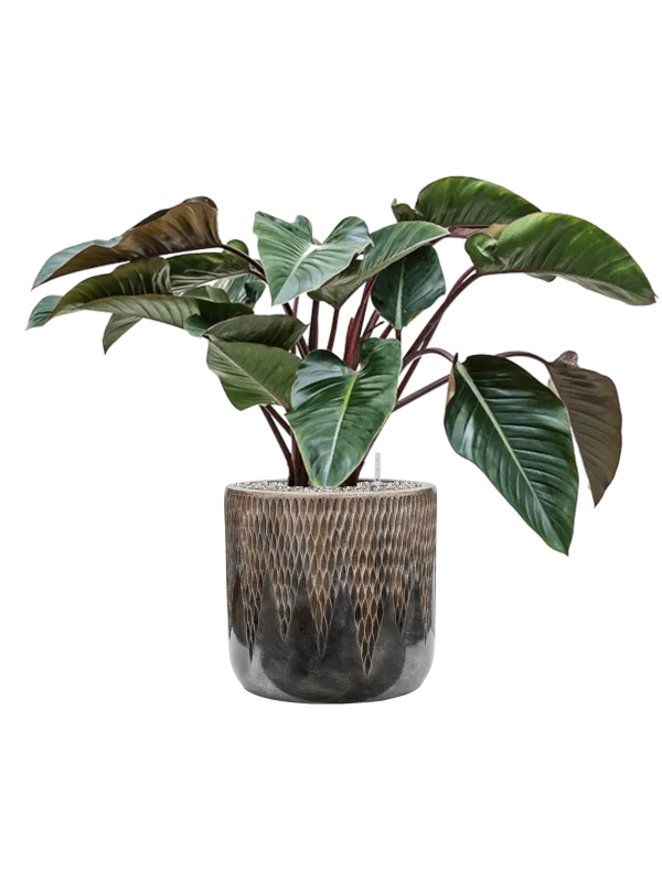Philodendron 'Red Beauty' in Baq Luxe Lite Universe Comet Office Plant With Pot 88cm Height 35cm Dia