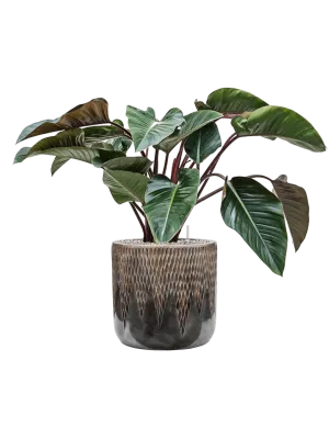 Philodendron 'Red Beauty' in Baq Luxe Lite Universe Comet Office Plant With Pot 88cm Height 35cm Dia
