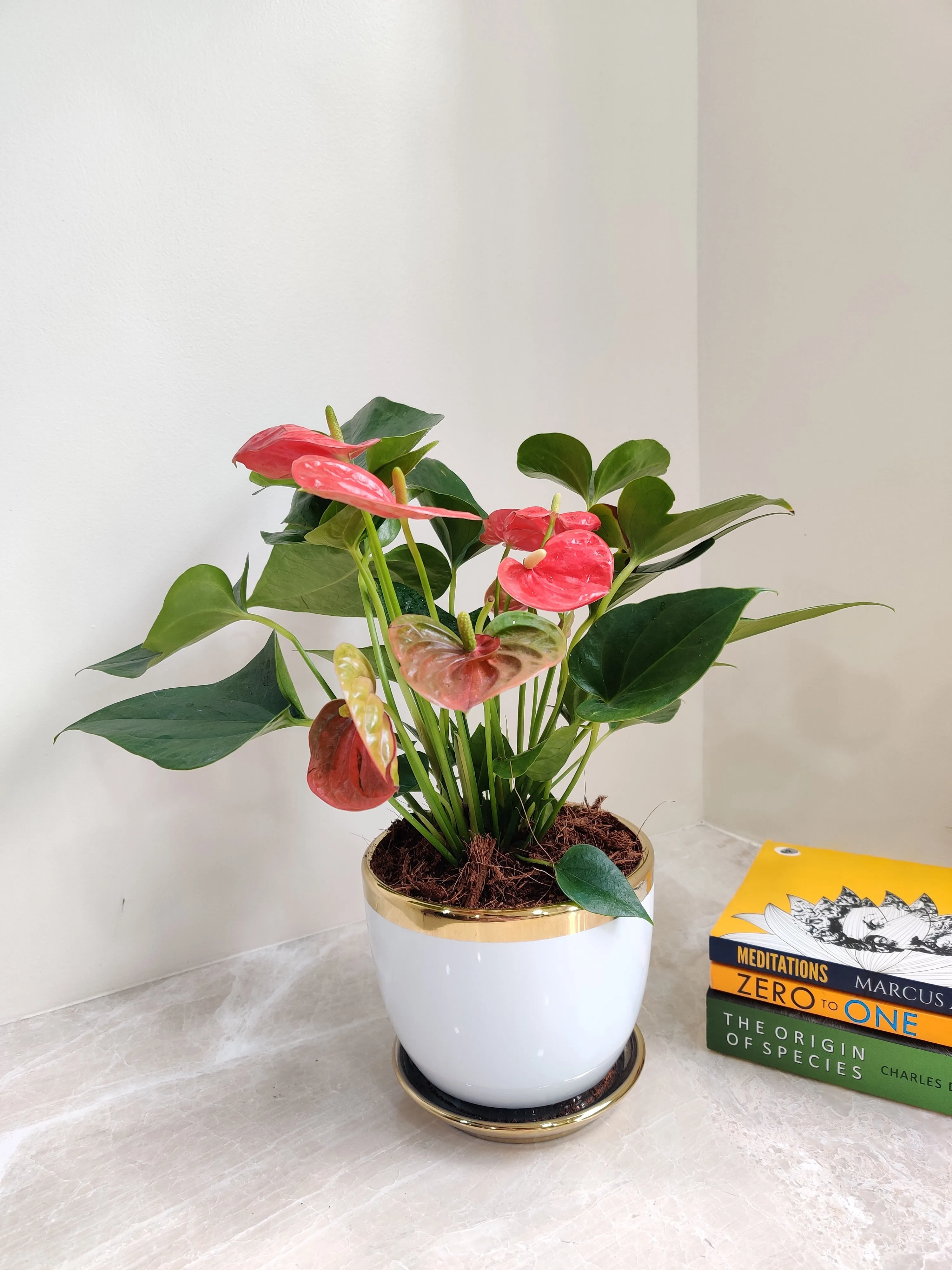 Red Anthurium Corporate Gift Plant