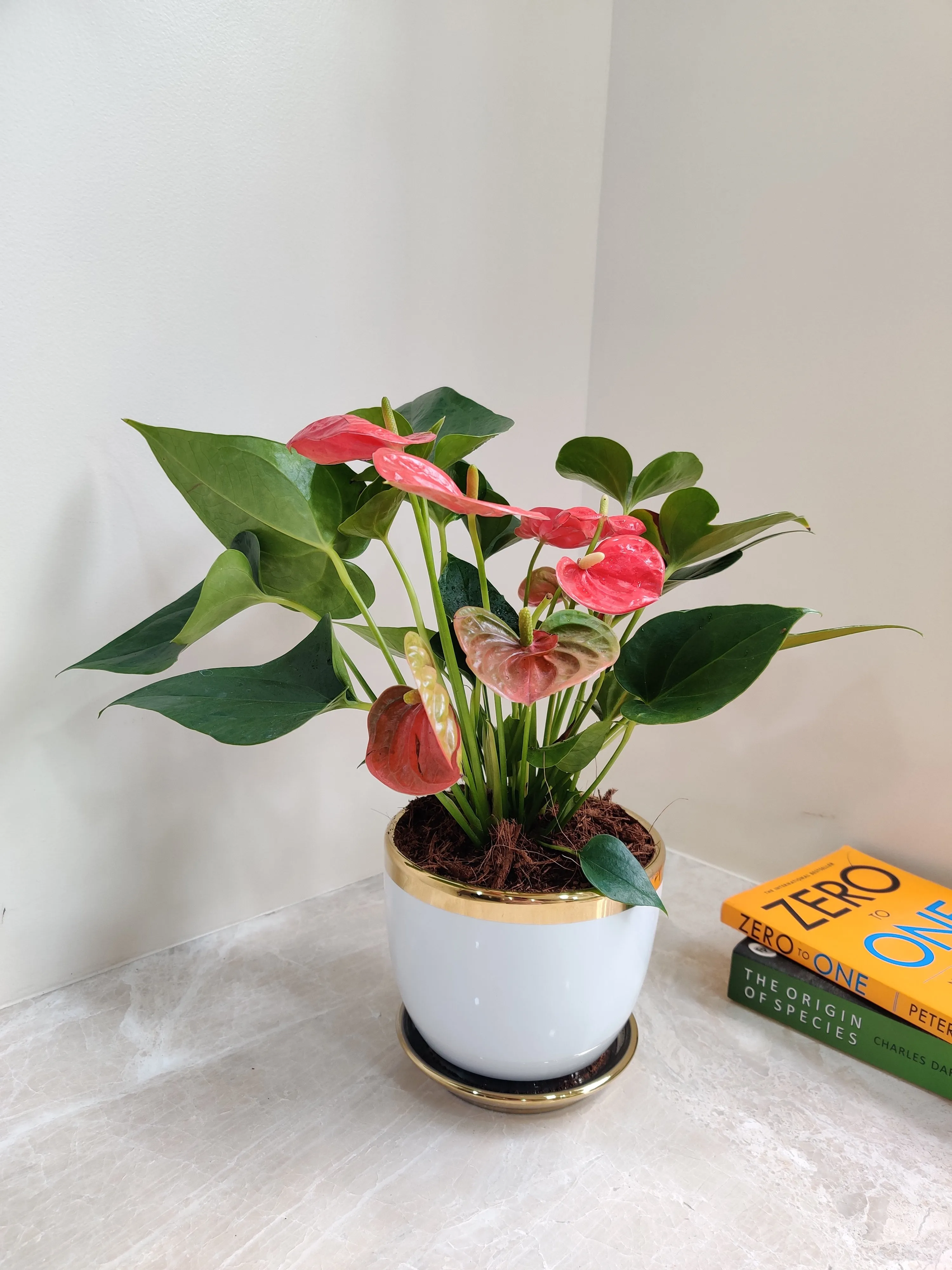Red Anthurium Corporate Gift Plant