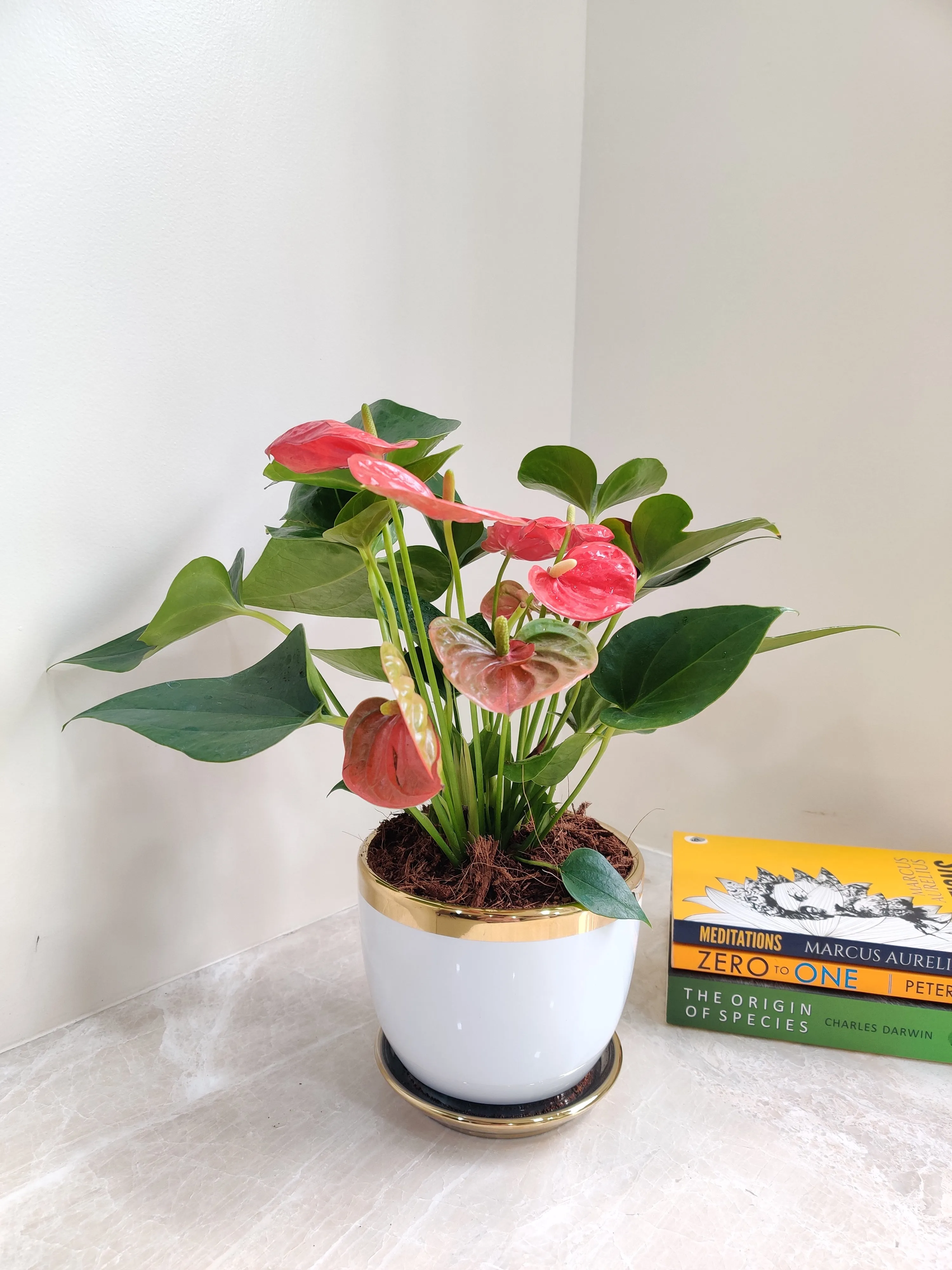 Red Anthurium Corporate Gift Plant