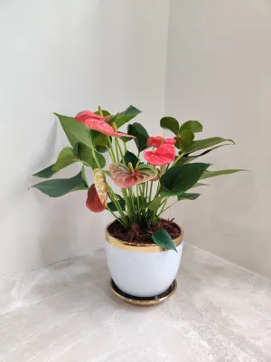 Red Anthurium Corporate Gift Plant