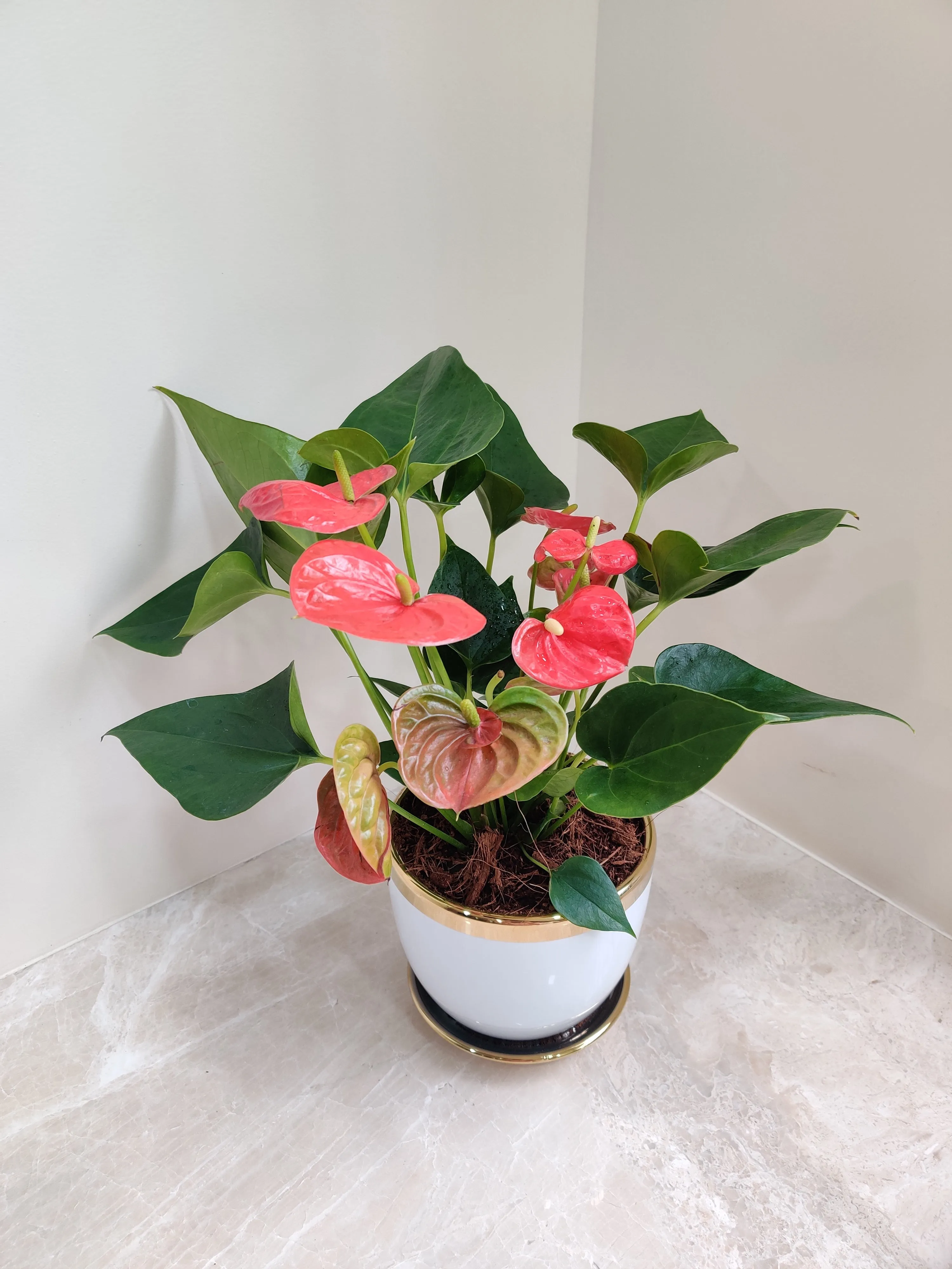 Red Anthurium Corporate Gift Plant