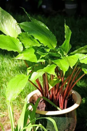 Red Dragon Hosta
