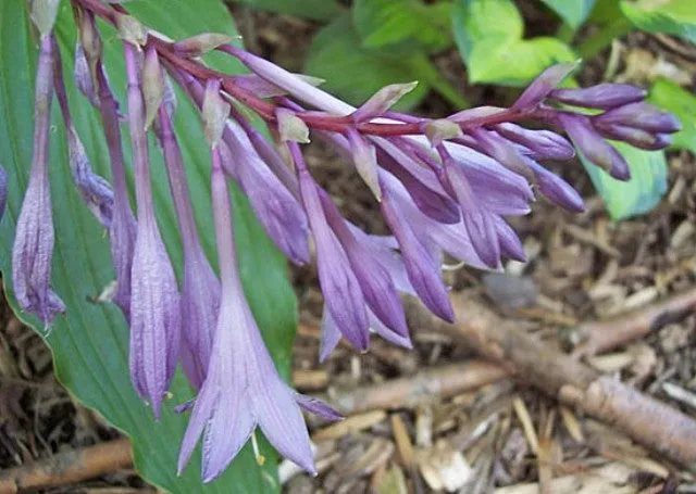 Red Dragon Hosta