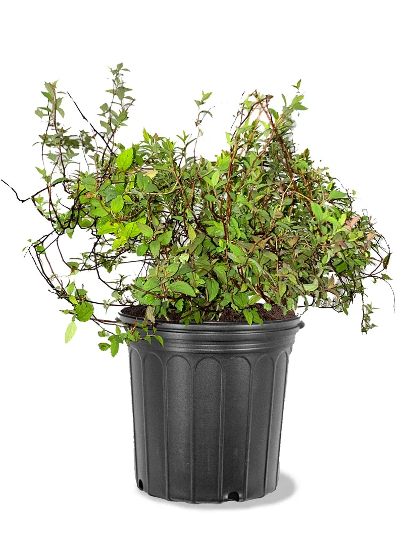 Spirea - Anthony Waterer
