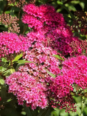 Spirea - Anthony Waterer