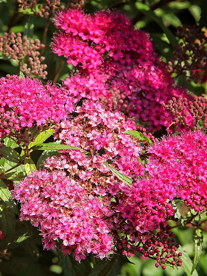 Spirea - Anthony Waterer