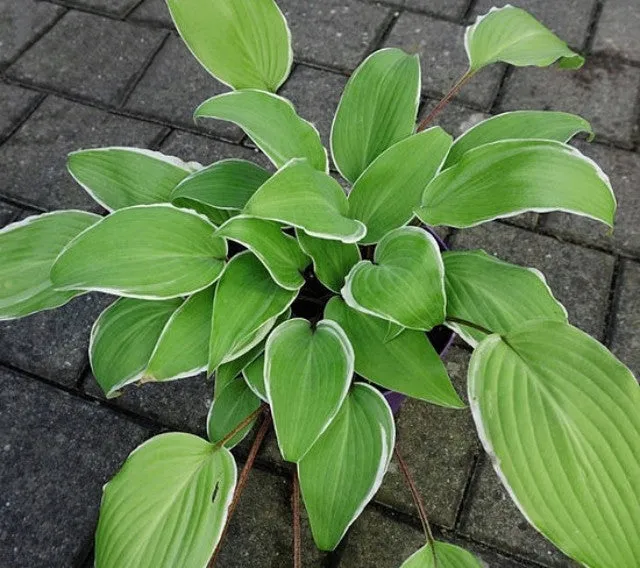 Valley's Sushi Hosta