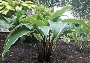 Valley's Sushi Hosta