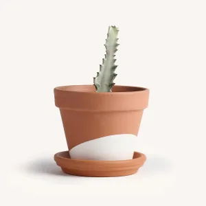 White Ghost Cactus